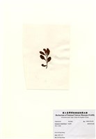 藏品(重緣葉馬尾藻)的圖片